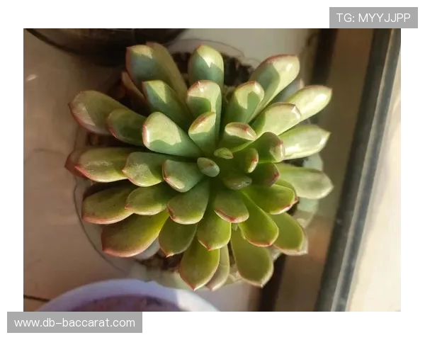 多肉种植游戏技巧大全助你轻松养殖健康多肉植物的方法